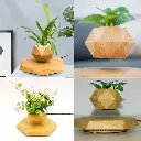 نبتة الجاذبية 